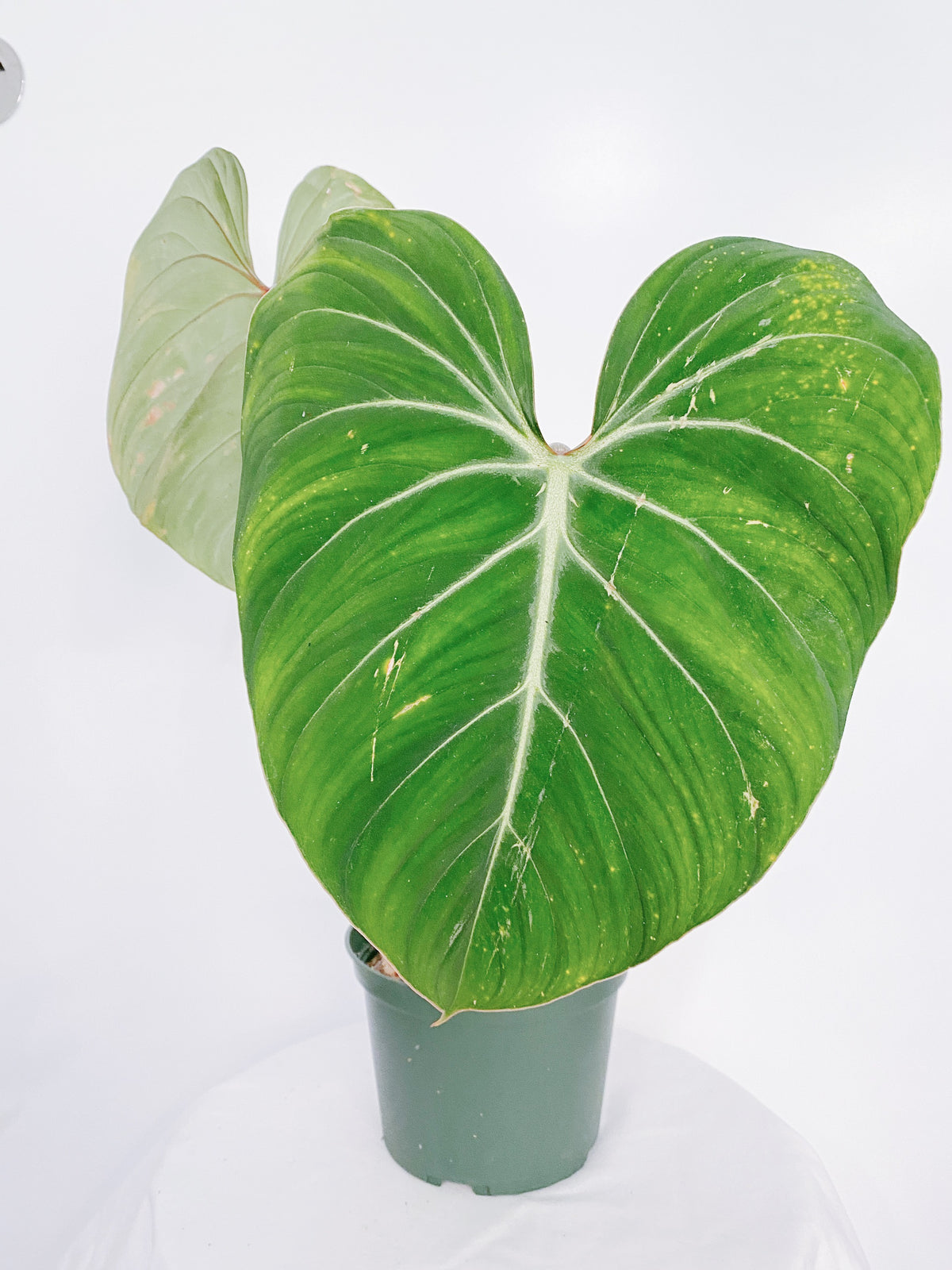 Philodendron Gloriosum