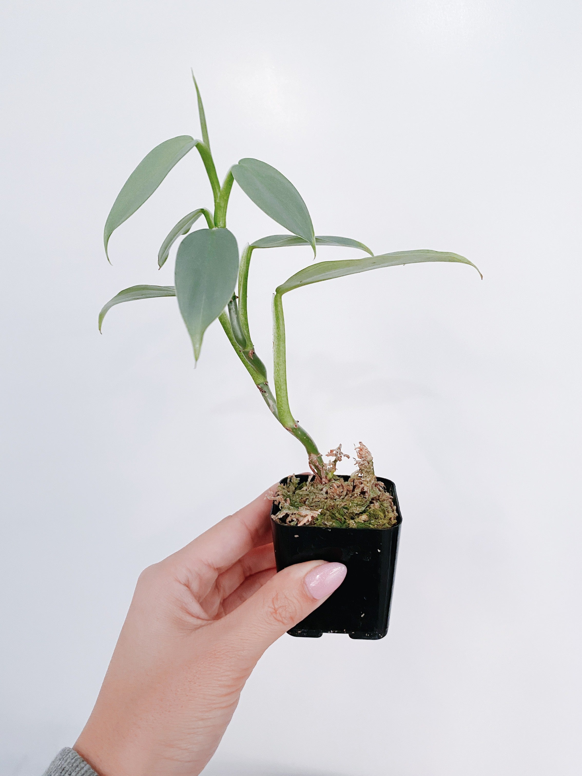 Philodendron Silver Sword Secondary image