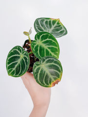 anthurium donamaria Anthurium Dorayaki (Crystallinum Hybrid) – Rooted Hues