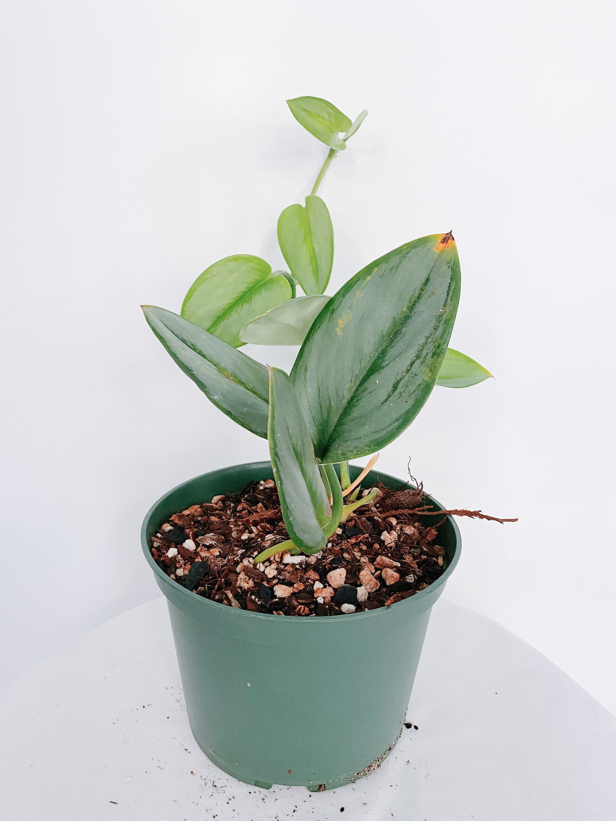 Scindapsus Treubii Moonlight