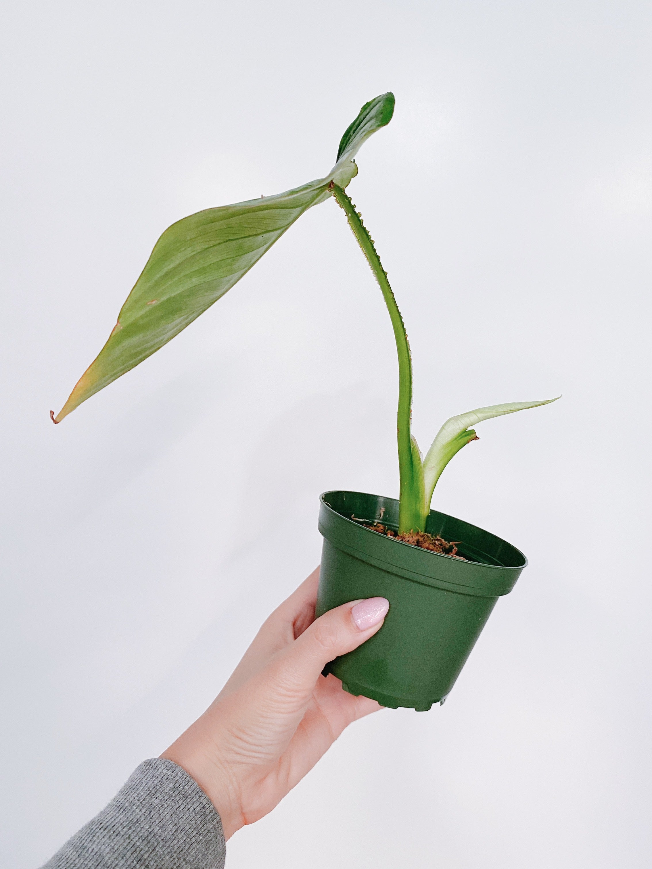 Philodendron Mamei Secondary image