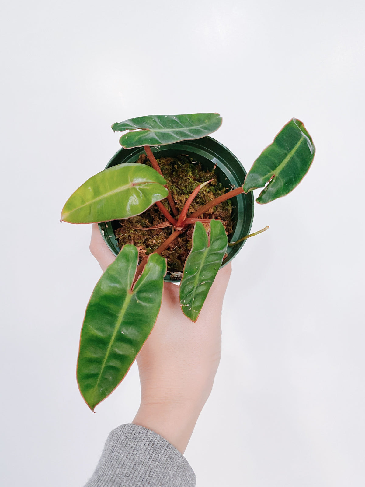 Philodendron Billietiae