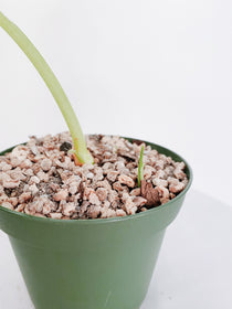 Alocasia Frydek