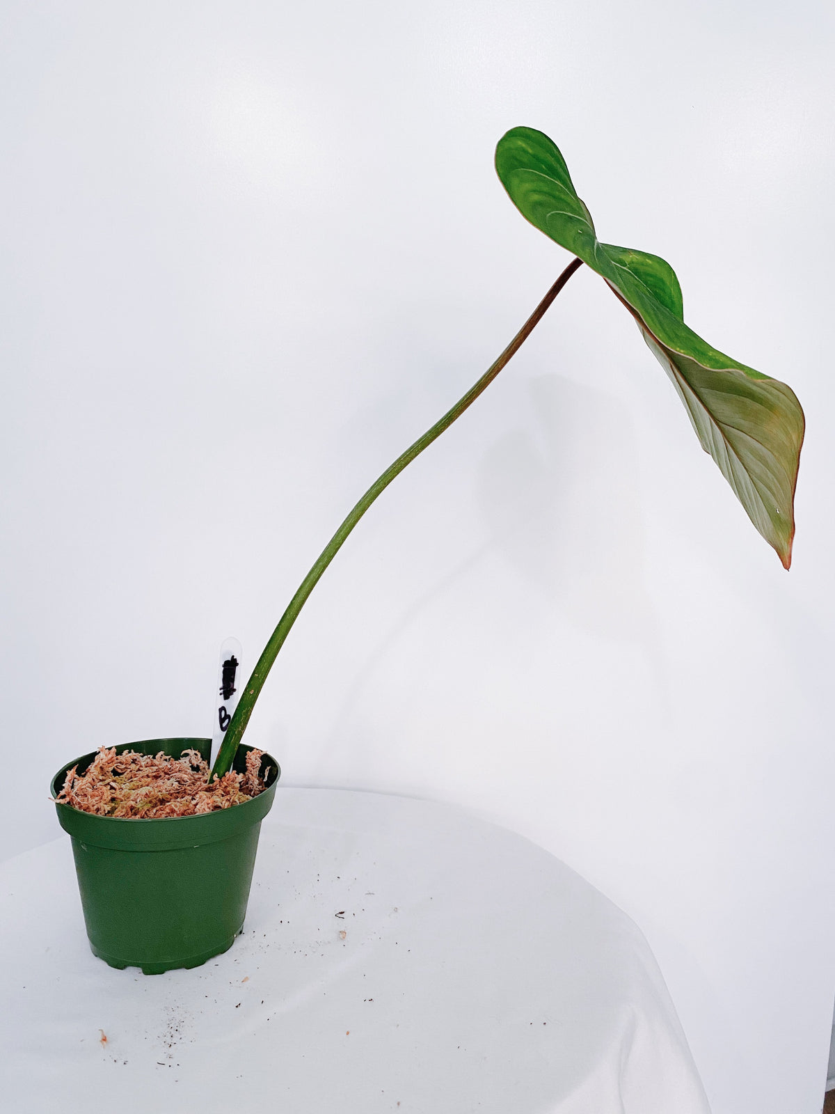 Philodendron Gloriosum
