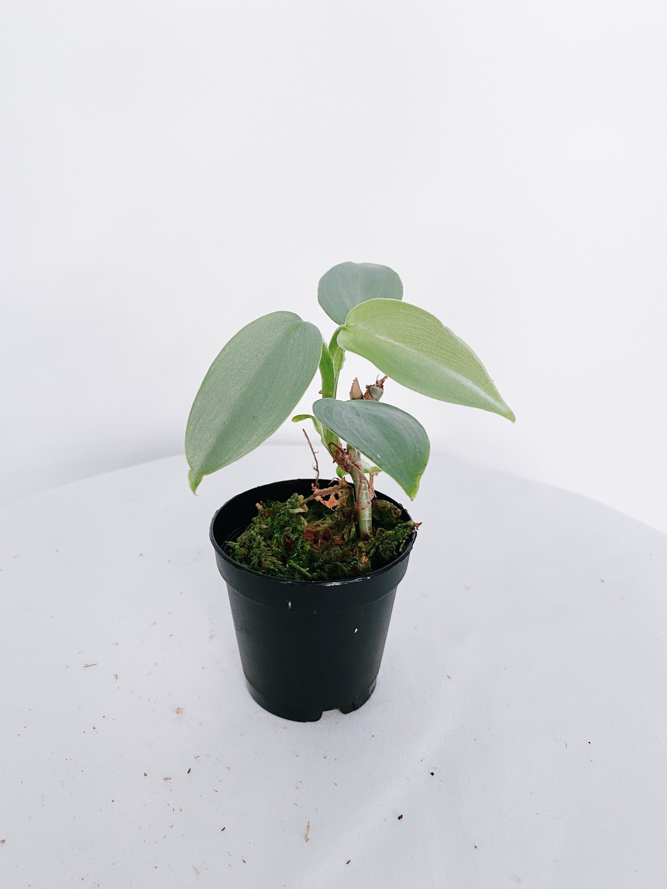 Philodendron Silver Sword Secondary image