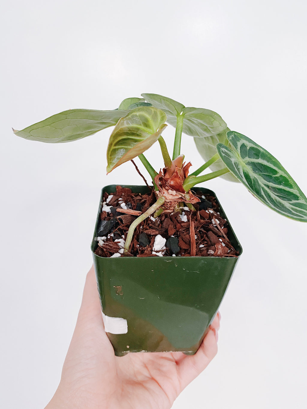 Anthurium Dorayaki (Crystallinum Hybrid)