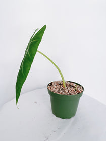 Alocasia Frydek