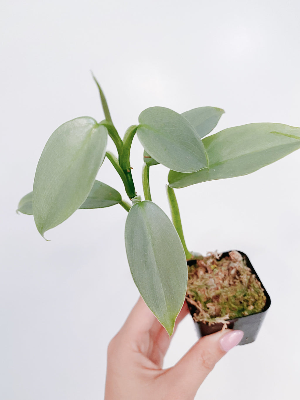Philodendron Silver Sword
