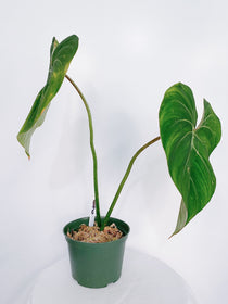 Philodendron Gloriosum