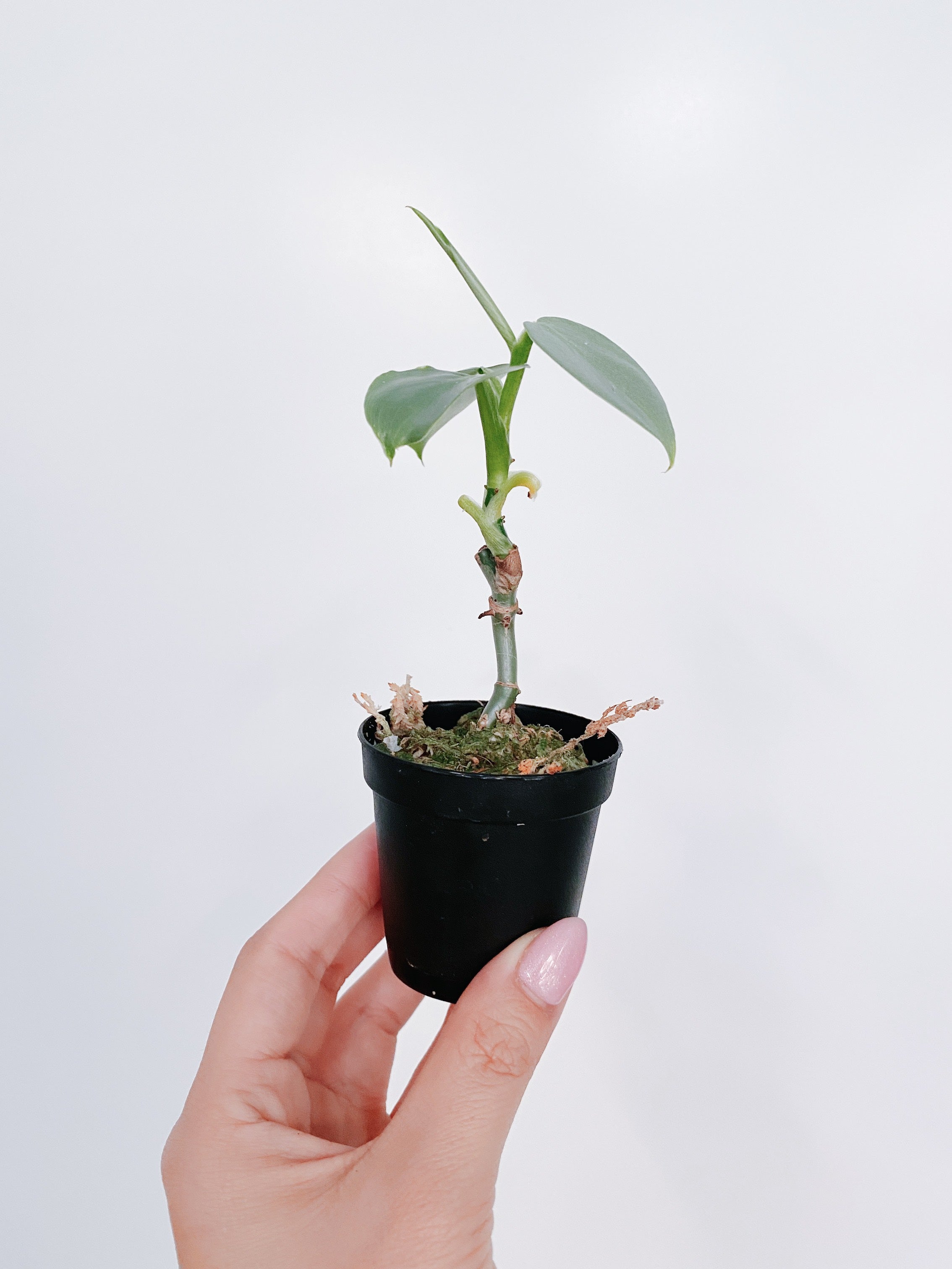 Philodendron Silver Sword Secondary image