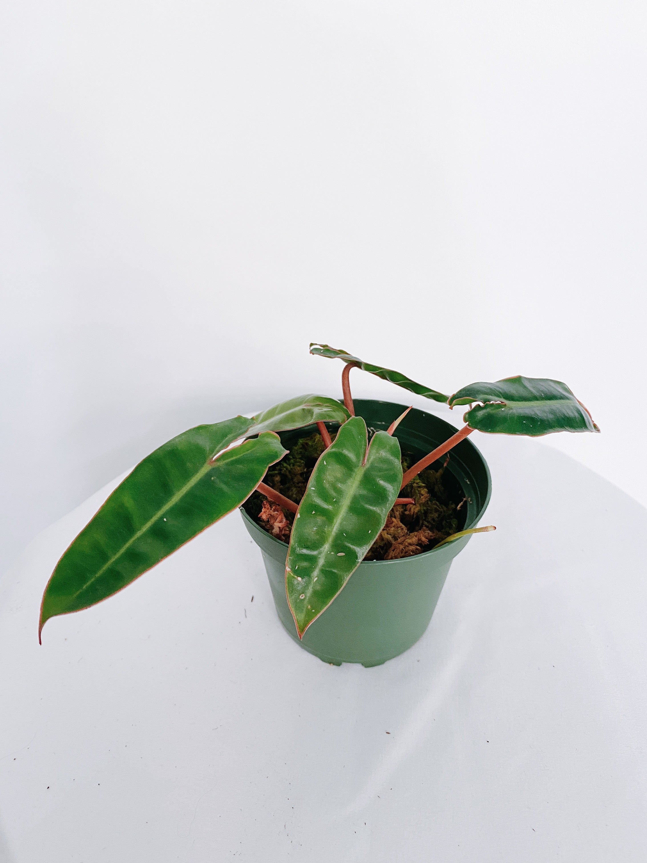 Philodendron Billietiae Secondary image