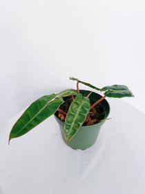 Philodendron Billietiae