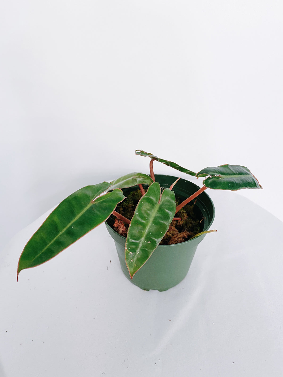 Philodendron Billietiae