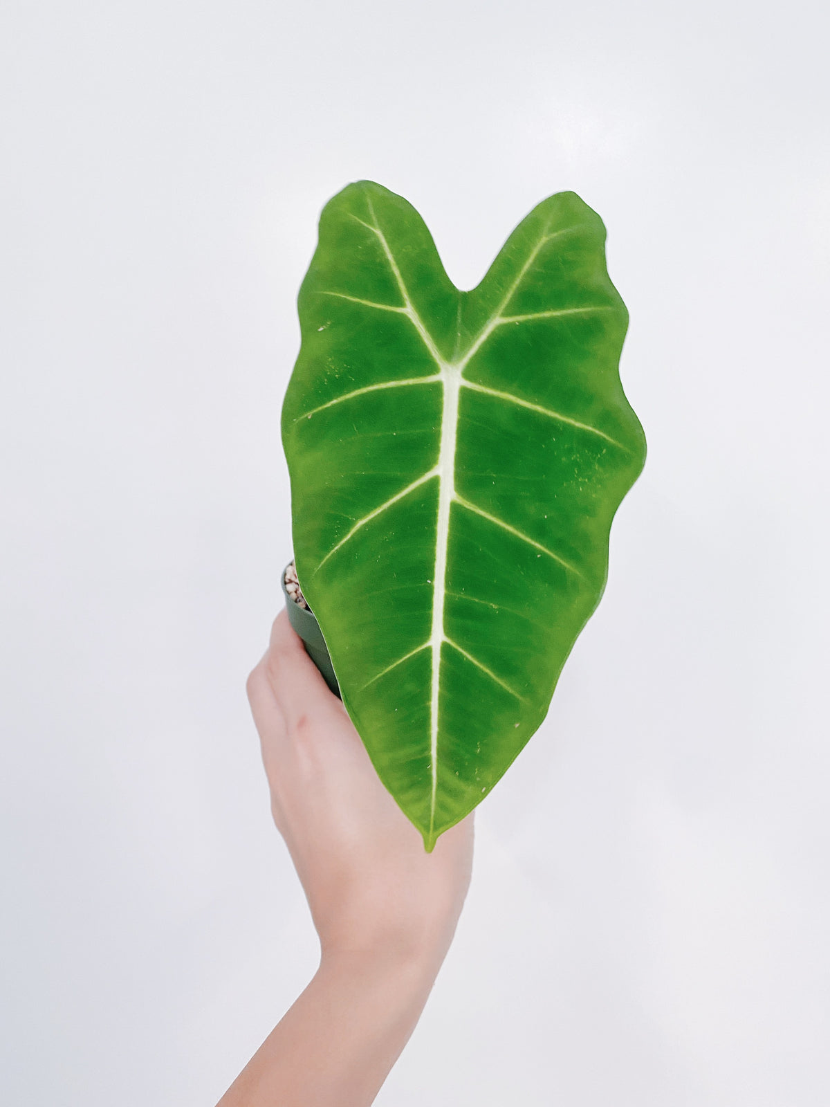 Alocasia Frydek Main image