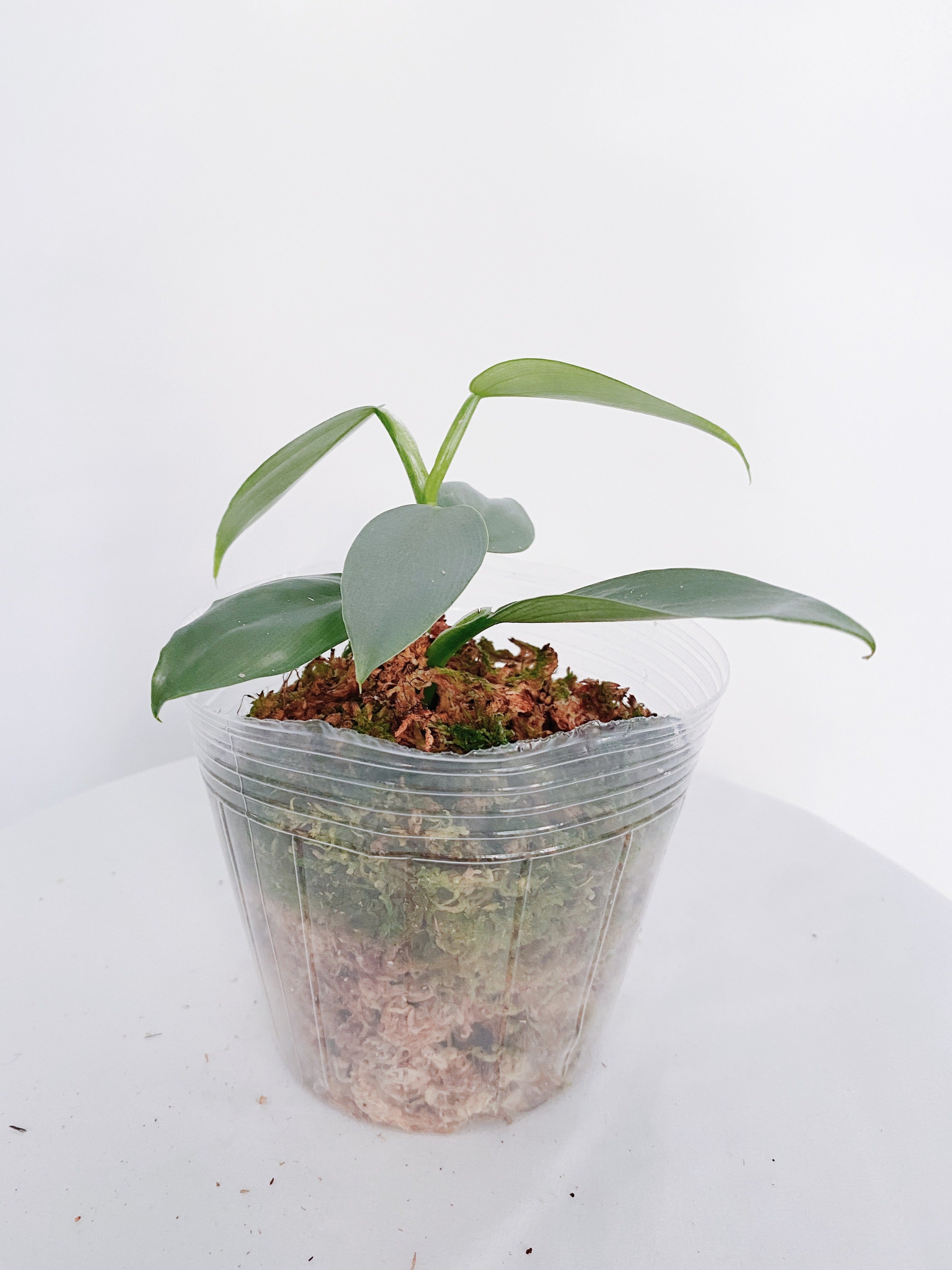Philodendron Silver Sword Secondary image