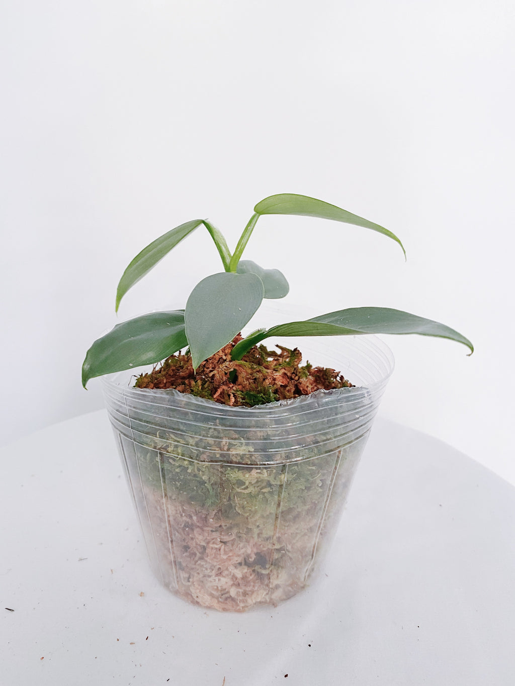 Philodendron Silver Sword