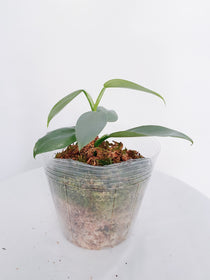 Philodendron Silver Sword
