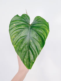 Philodendron Plowmanii