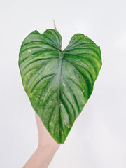 philodendron plowmanii x tenue Philodendron Plowmanii (US Seller) – Rooted Hues