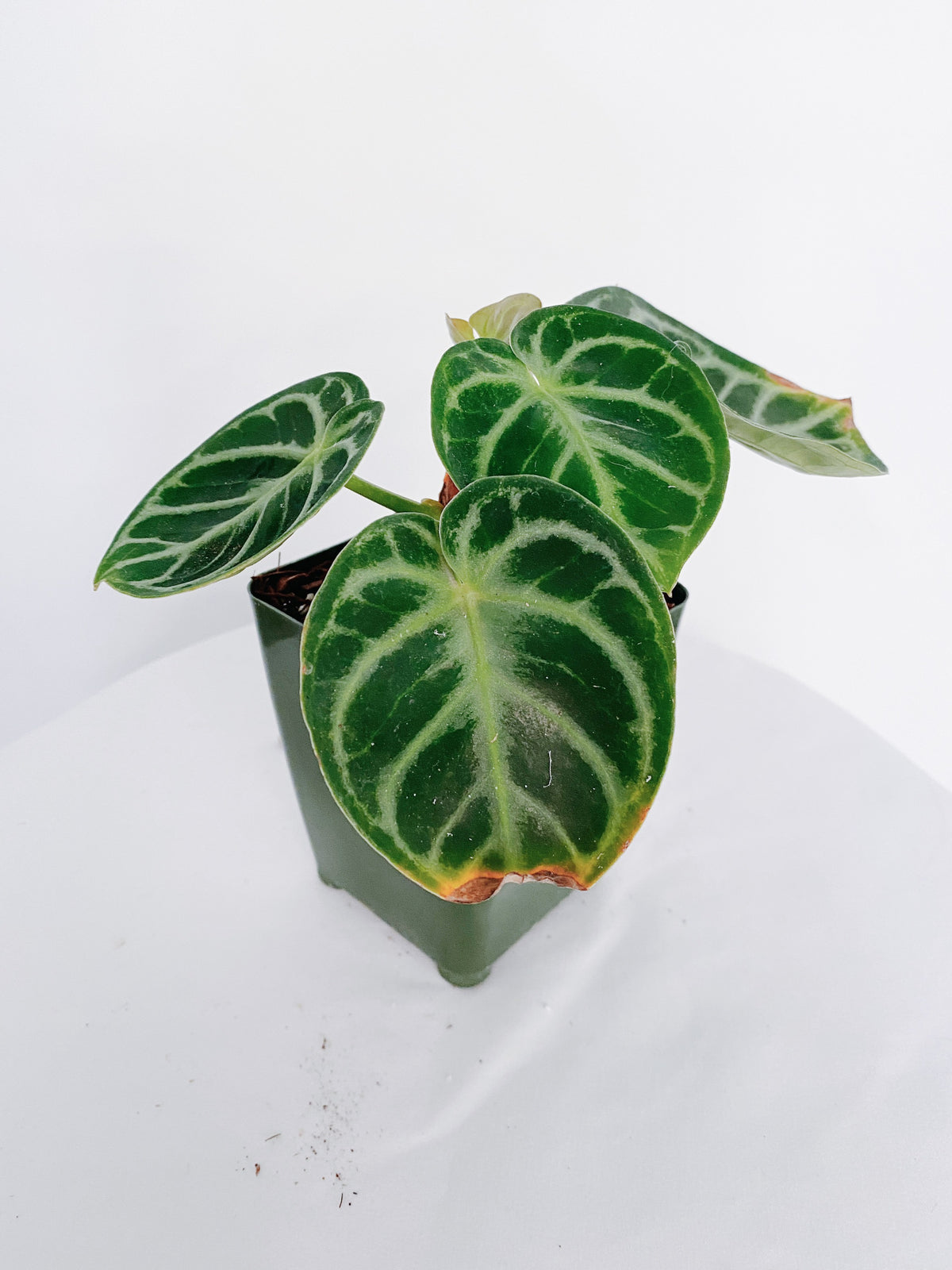 Anthurium Dorayaki (Crystallinum Hybrid)