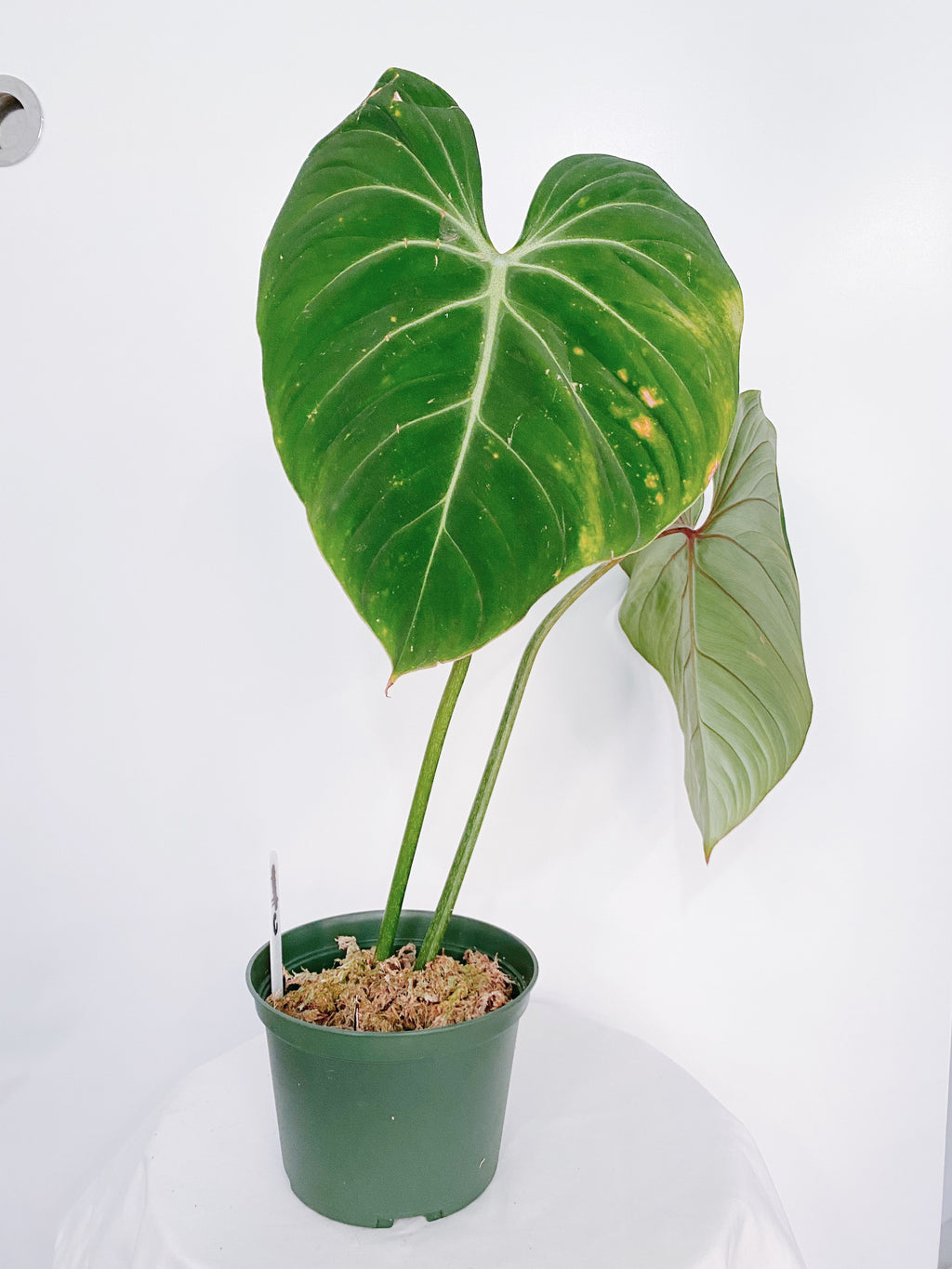Philodendron Gloriosum