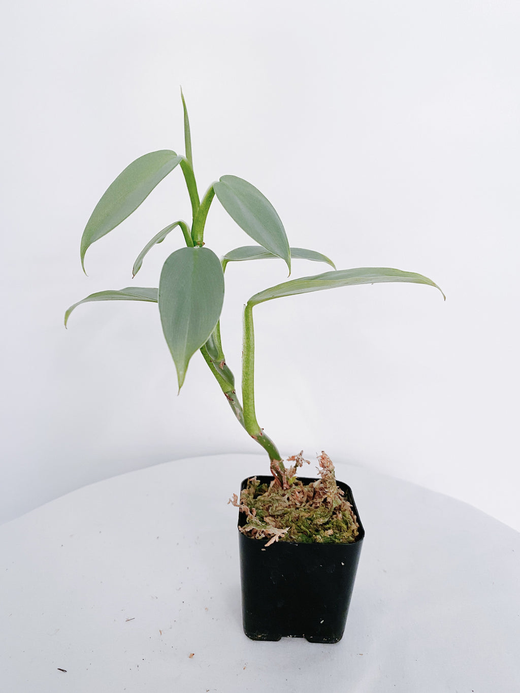 Philodendron Silver Sword