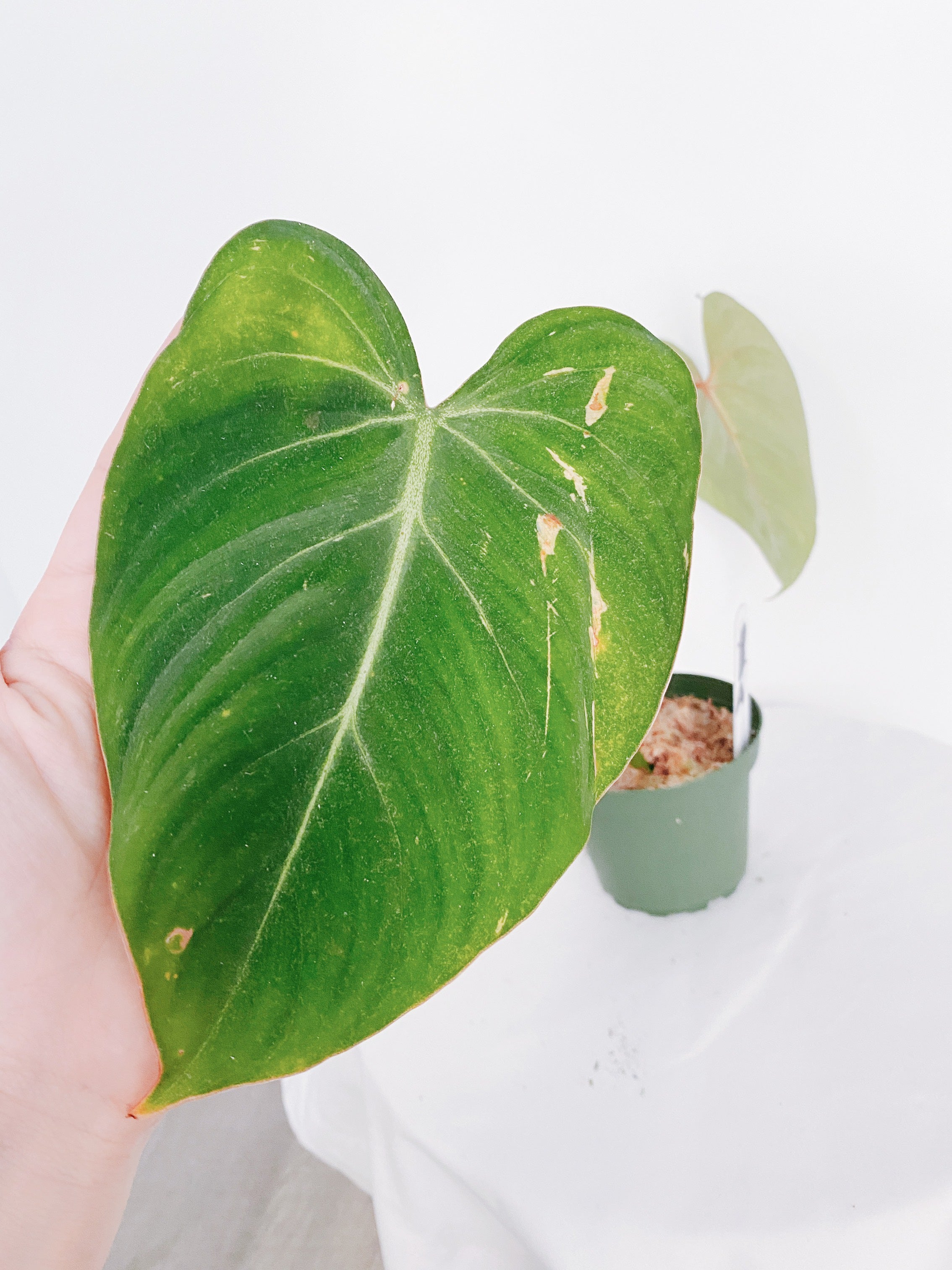 Philodendron Gloriosum Secondary image