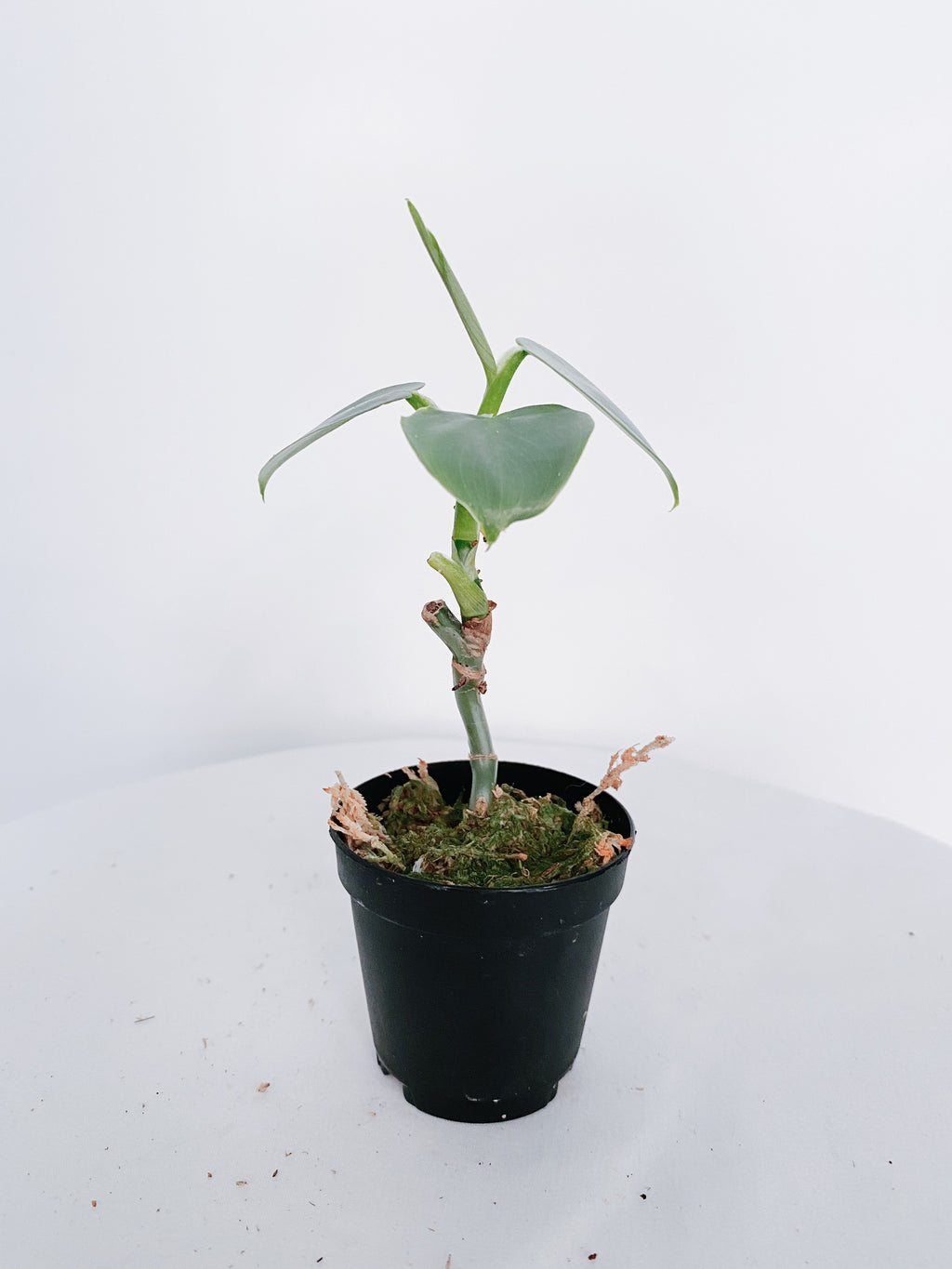 Philodendron Silver Sword