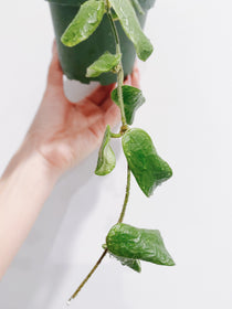 Hoya Rotundiflora