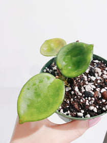 Hoya Chelsea
