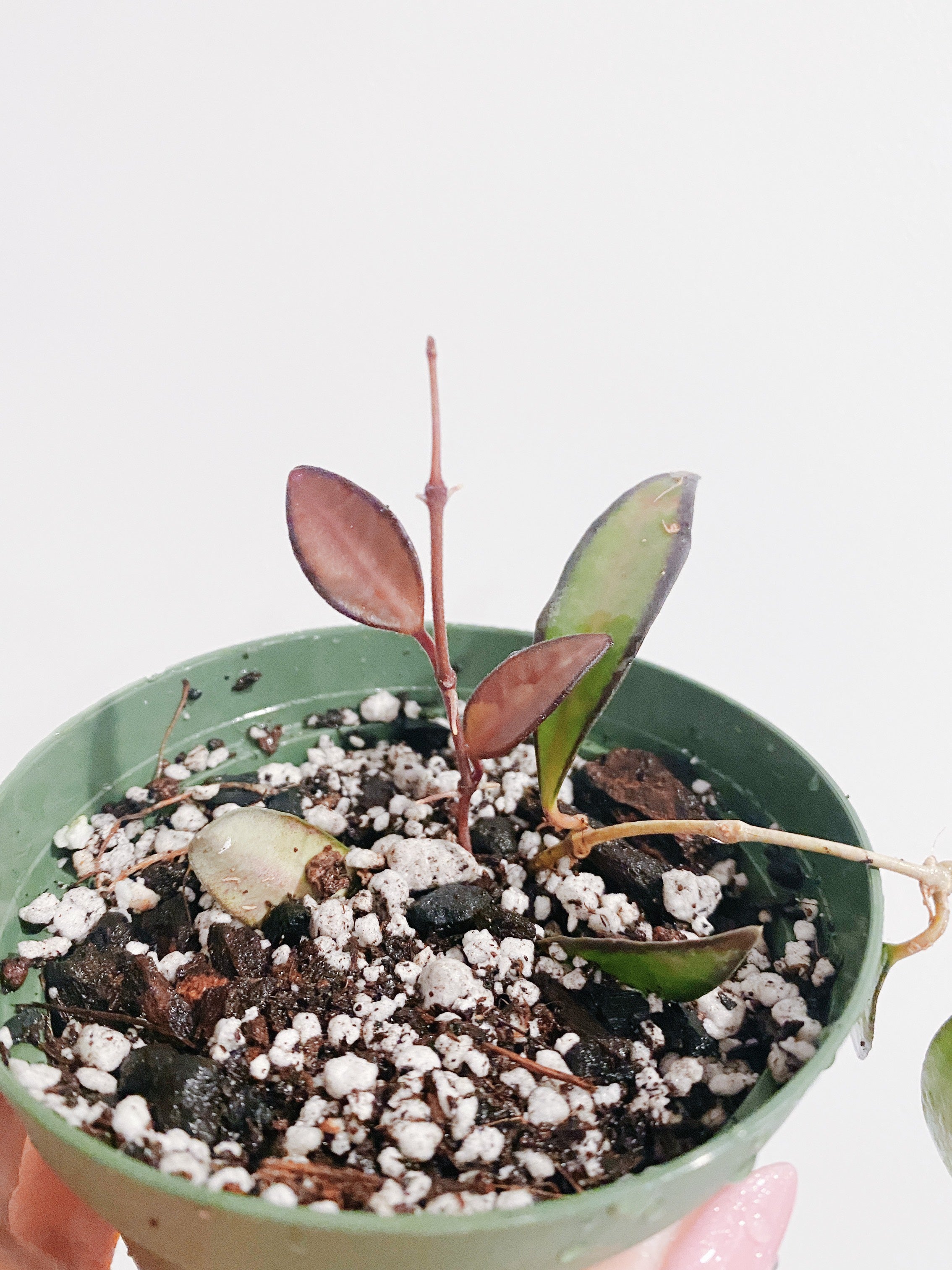 Hoya Rosita Secondary image