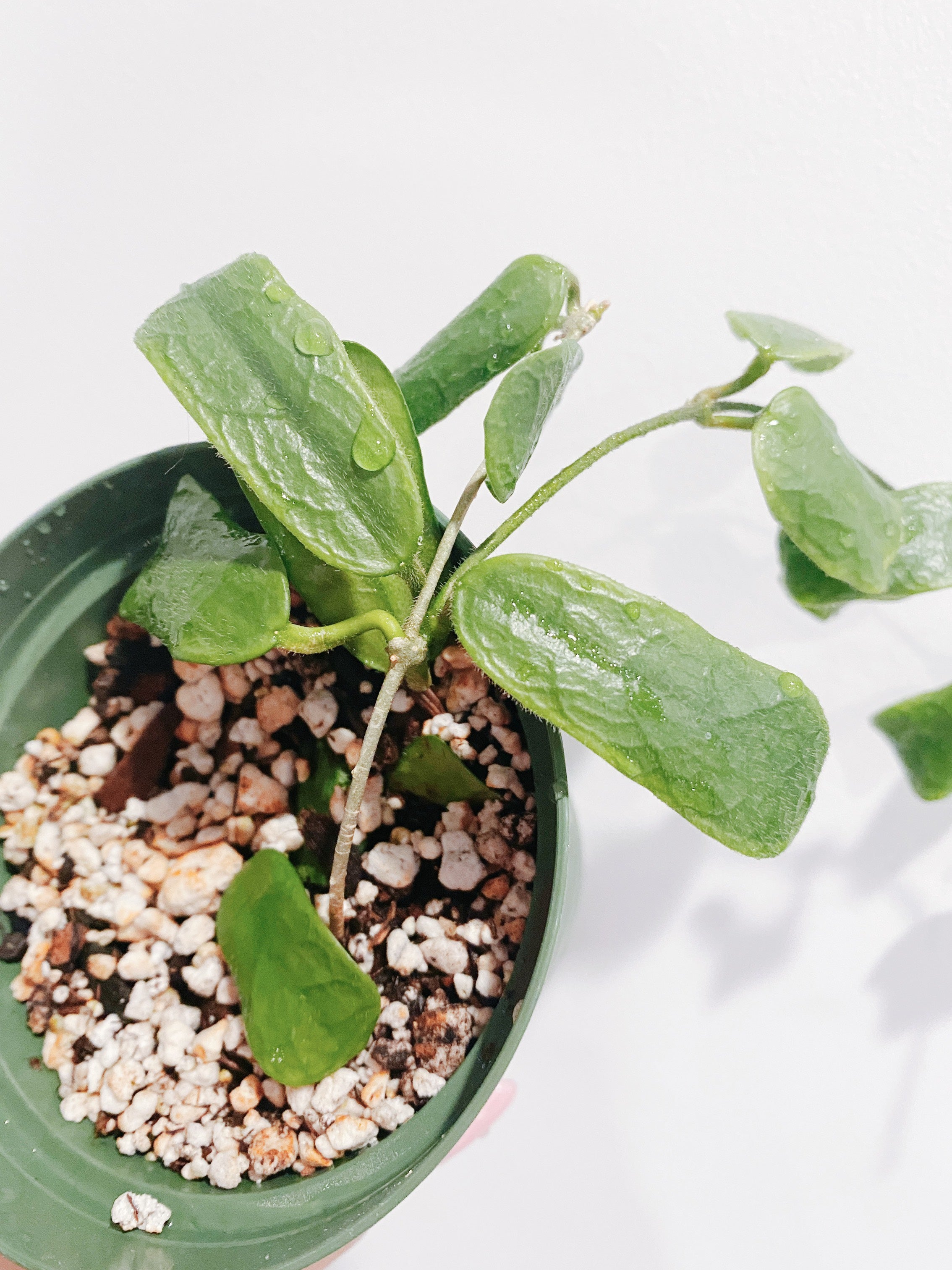 Hoya Rotundiflora Secondary image
