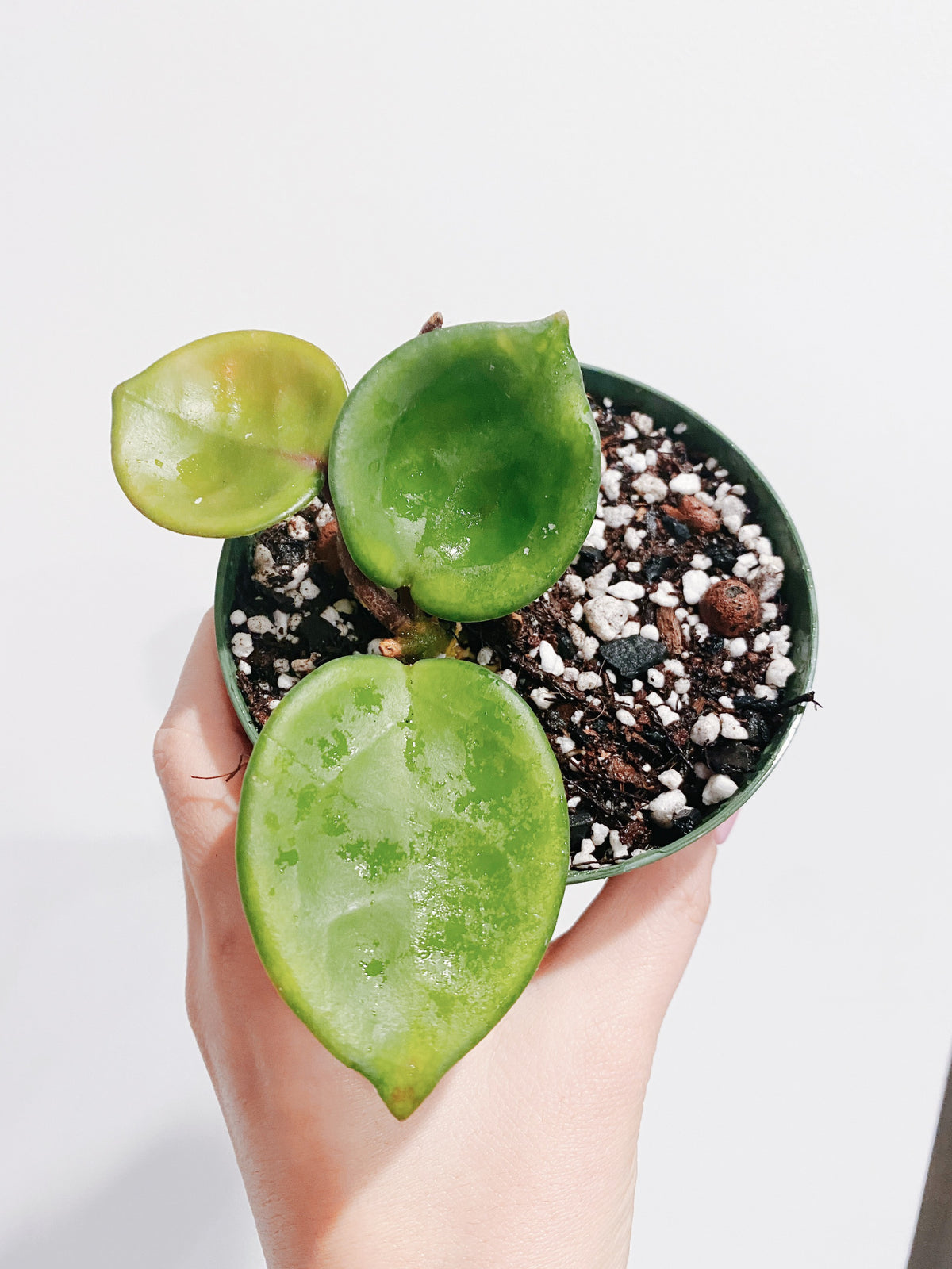 Hoya Chelsea Main image