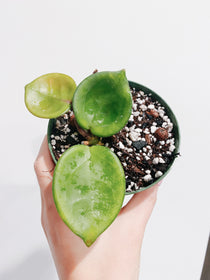 Hoya Chelsea