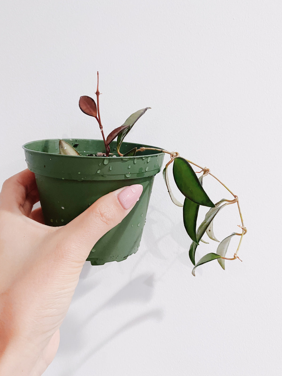 Hoya Rosita