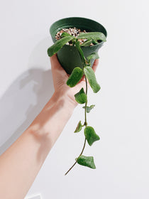 Hoya Rotundiflora