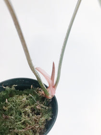 Philodendron Plowmanii