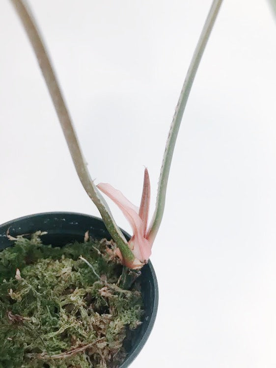 Philodendron Plowmanii