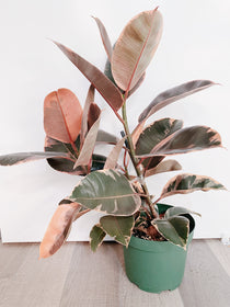 Ficus Elastica Ruby