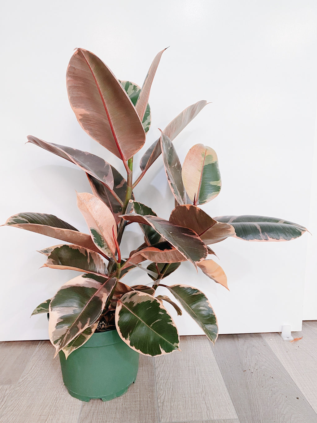 Ficus Elastica Ruby