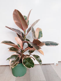 Ficus Elastica Ruby