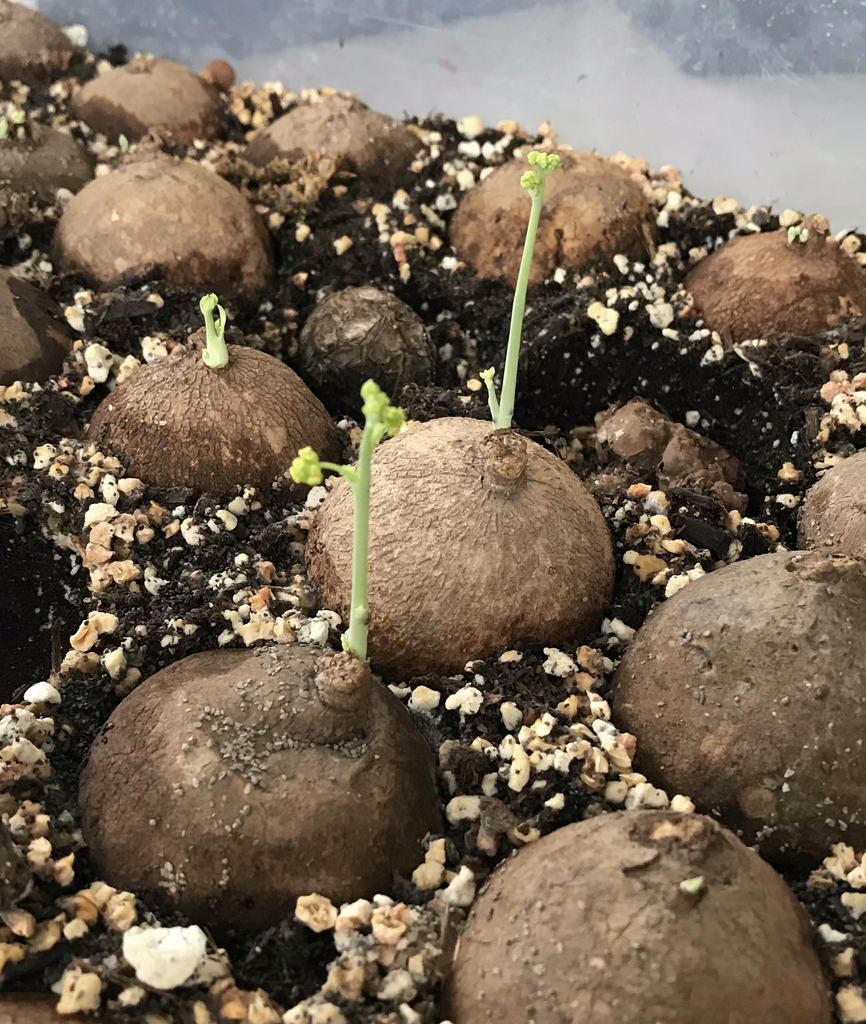 Stephania Erecta Large Sprouted Bulbs For Sale Near Me (USA Seller