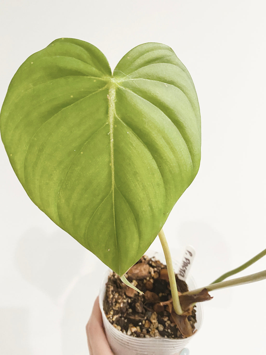 Philodendron Pastazanum