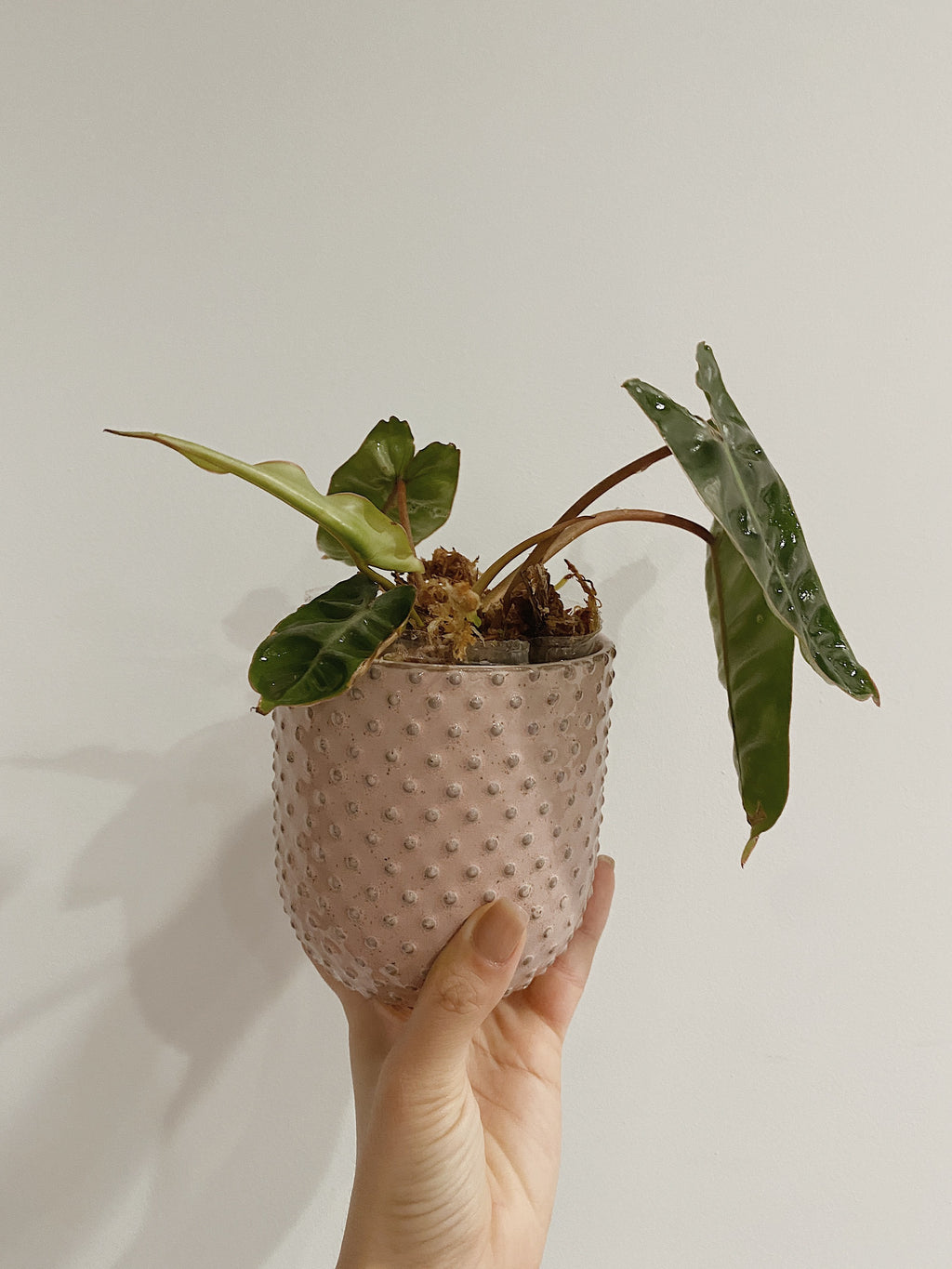 Philodendron Billietiae