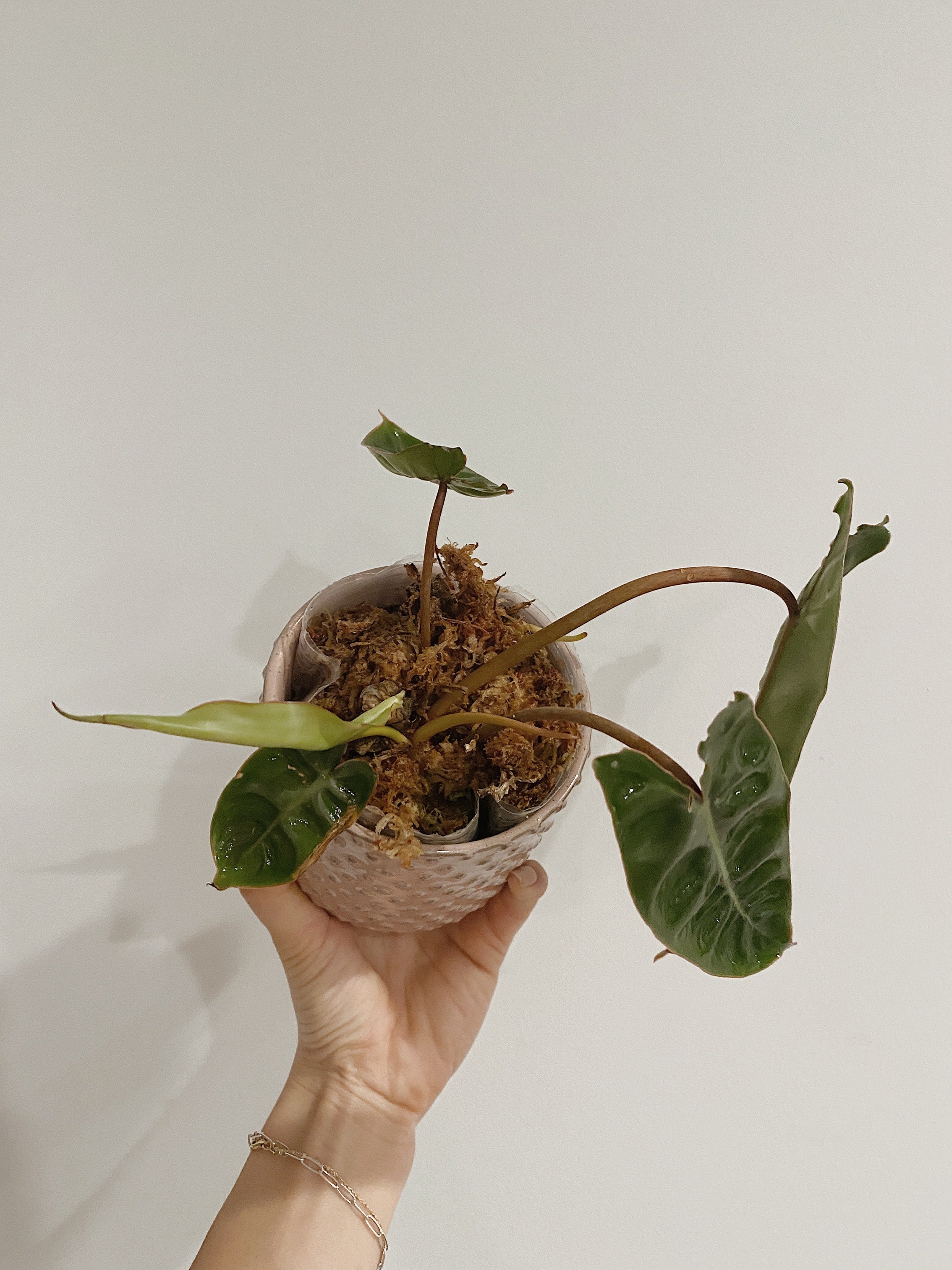 Philodendron Billietiae Secondary image