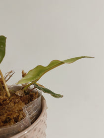 Philodendron Billietiae