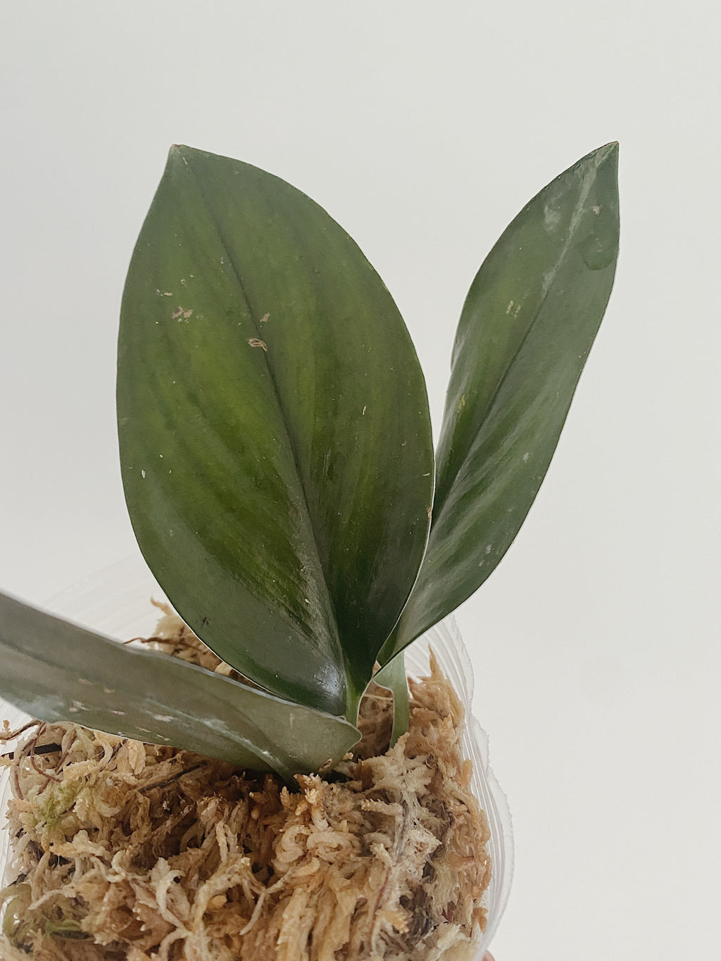 Scindapsus Treubii Dark Form