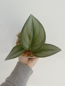 Scindapsus Treubii Moonlight