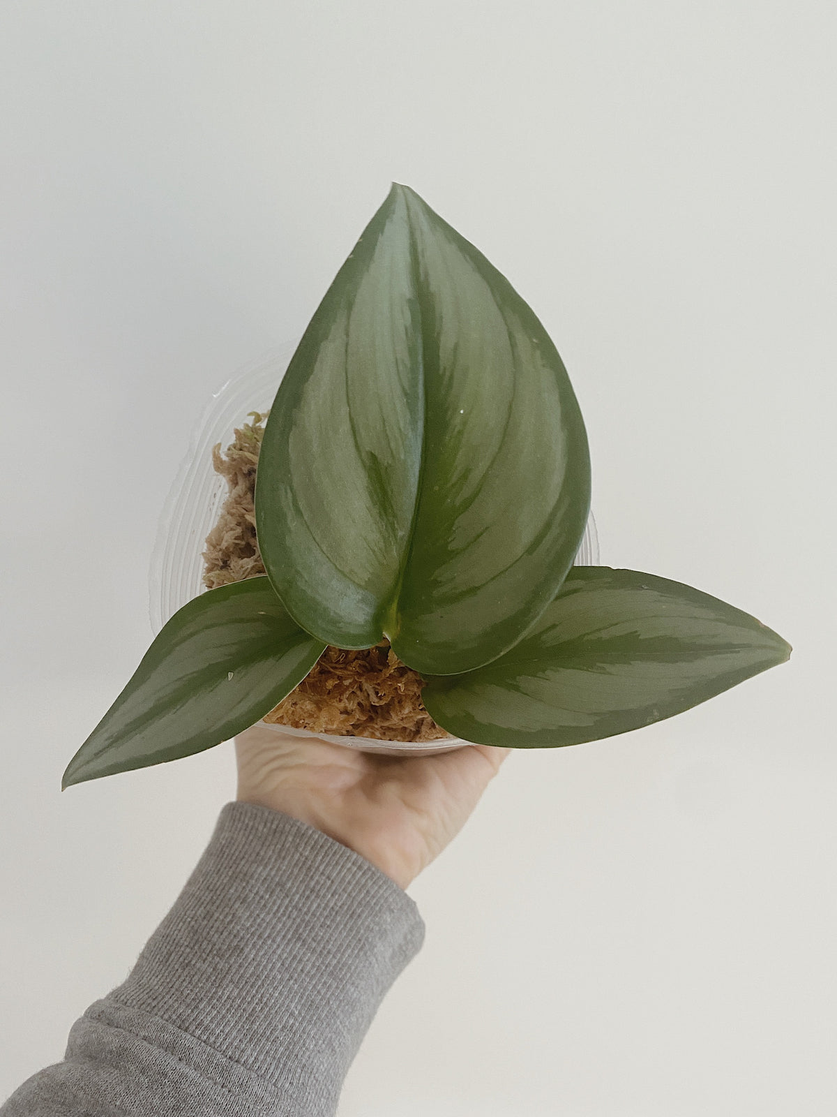 Scindapsus Treubii Moonlight