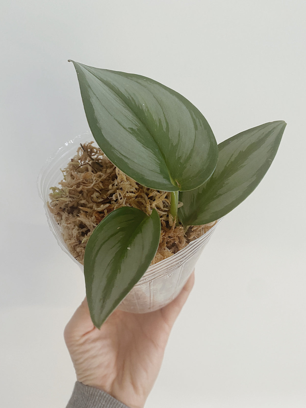 Scindapsus Treubii Moonlight